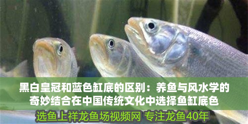 黑白皇冠和藍色缸底的區別：養魚與風水學的奇妙結合在中國傳統文化中選擇魚缸底色