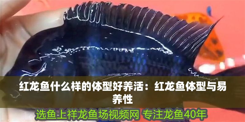 紅龍魚什么樣的體型好養活：紅龍魚體型與易養性