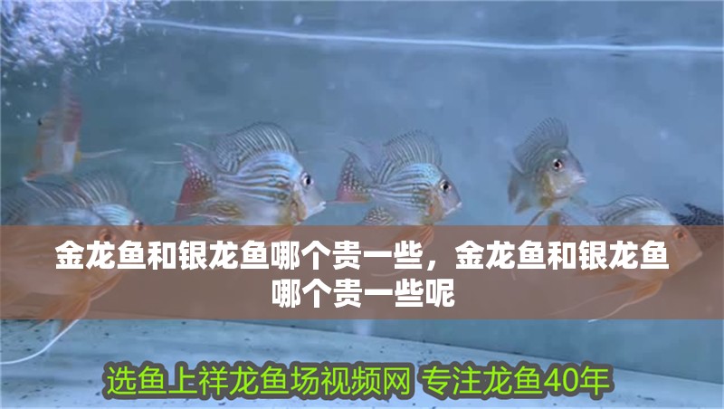 金龍魚和銀龍魚哪個貴一些，金龍魚和銀龍魚哪個貴一些呢