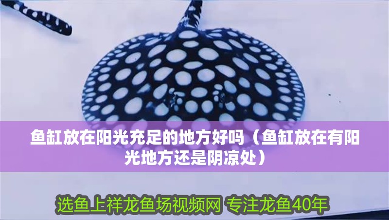 魚缸放在陽光充足的地方好嗎（魚缸放在有陽光地方還是陰涼處）
