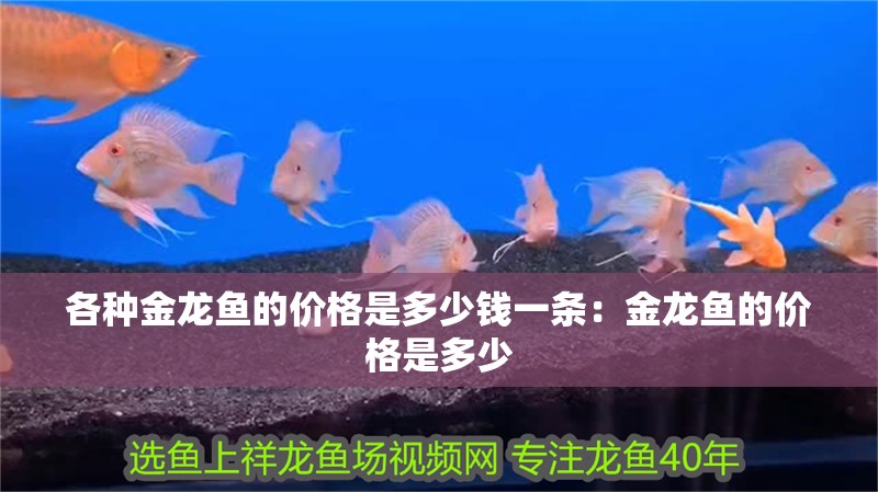 各種金龍魚的價格是多少錢一條：金龍魚的價格是多少