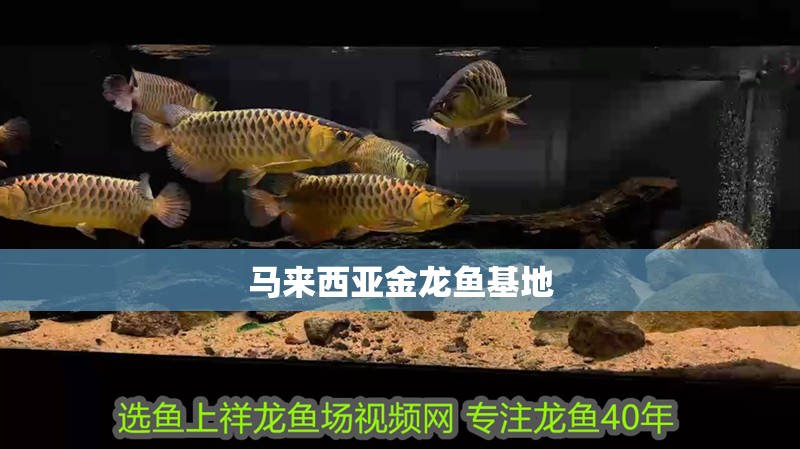 馬來西亞金龍魚基地