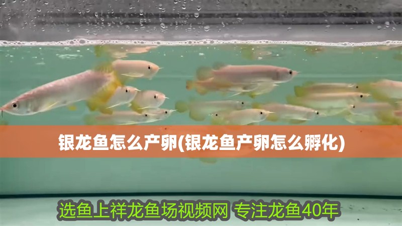 銀龍魚怎么產卵(銀龍魚產卵怎么孵化)