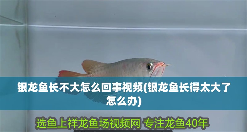 銀龍魚長不大怎么回事視頻(銀龍魚長得太大了怎么辦)