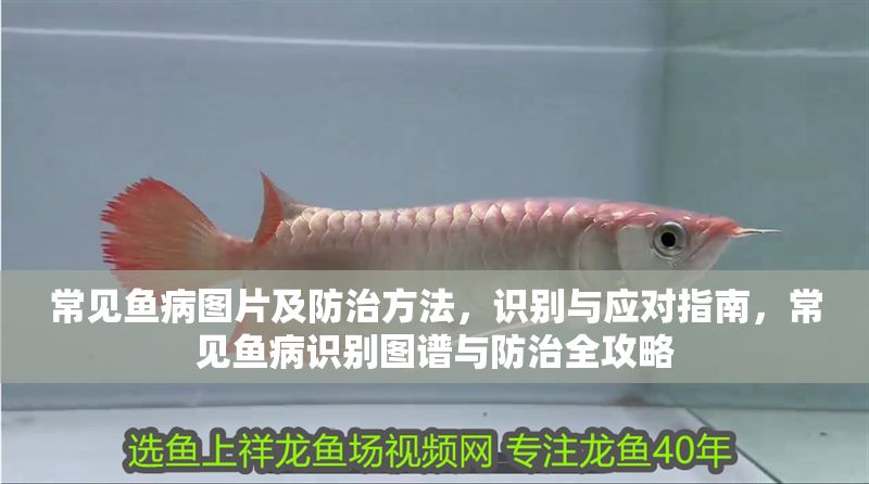 常見魚病圖片及防治方法,識(shí)別與應(yīng)對(duì)指南,常見魚病識(shí)別圖譜與防治全攻略 龍魚常見疾病 第1張 常見魚病圖片及防治方法,識(shí)別與應(yīng)對(duì)指南,常見魚病識(shí)別圖譜與防治全攻略 常見魚病圖片及防治方法,識(shí)別與應(yīng)對(duì)指南,常見魚病識(shí)別圖譜與防治全攻略 龍魚常見疾病 第1張