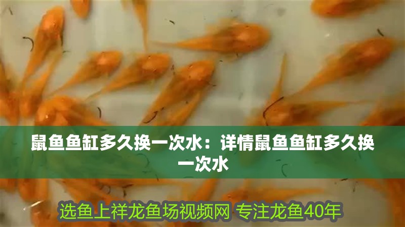 鼠魚魚缸多久換一次水：詳情鼠魚魚缸多久換一次水