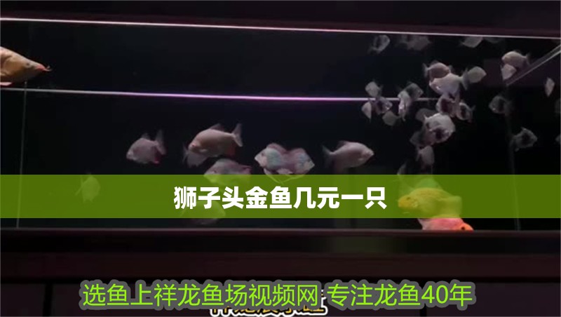 獅子頭金魚幾元一只