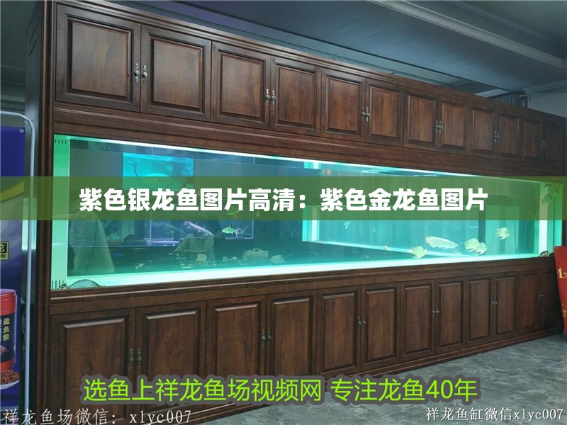 紫色銀龍魚圖片高清：紫色金龍魚圖片