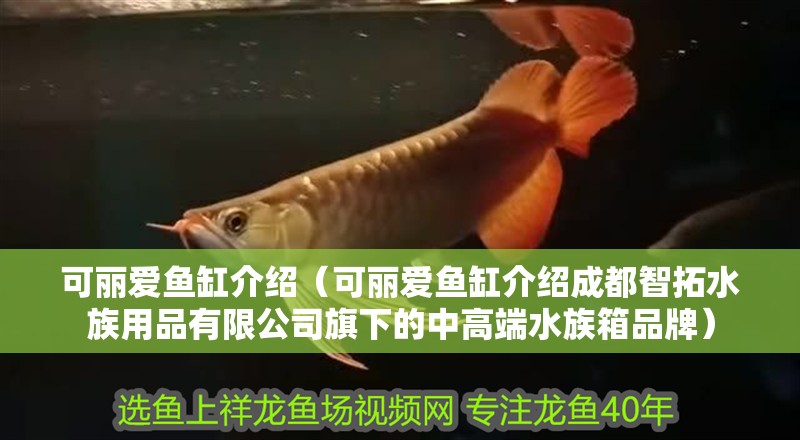 可麗愛魚缸介紹（可麗愛魚缸介紹成都智拓水族用品有限公司旗下的中高端水族箱品牌）