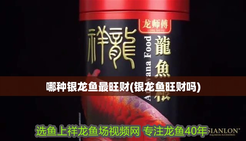 哪種銀龍魚最旺財(銀龍魚旺財嗎)