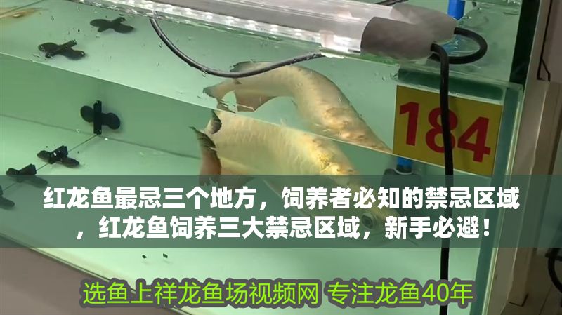 紅龍魚最忌三個地方，飼養者必知的禁忌區域，紅龍魚飼養三大禁忌區域，新手必避！