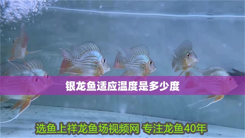 銀龍魚適應溫度是多少度