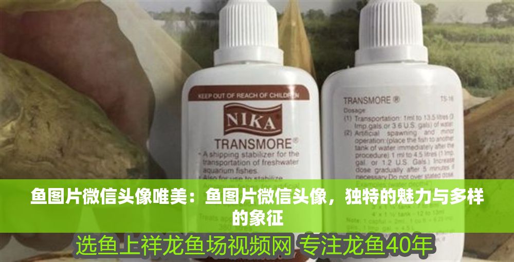 魚圖片微信頭像唯美：魚圖片微信頭像，獨特的魅力與多樣的象征