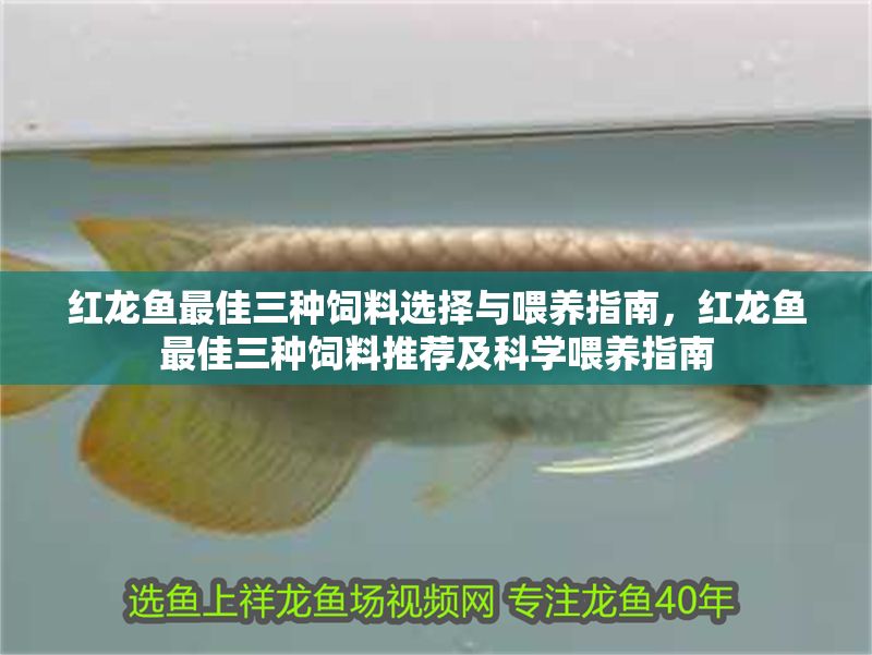 紅龍魚(yú)最佳三種飼料選擇與喂養(yǎng)指南，紅龍魚(yú)最佳三種飼料推薦及科學(xué)喂養(yǎng)指南