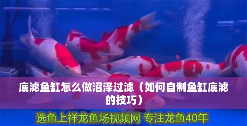 底濾魚缸怎么做沼澤過濾（如何自制魚缸底濾的技巧） 底濾魚缸怎么做沼澤過濾（如何自制魚缸底濾的技巧） 魚缸百科