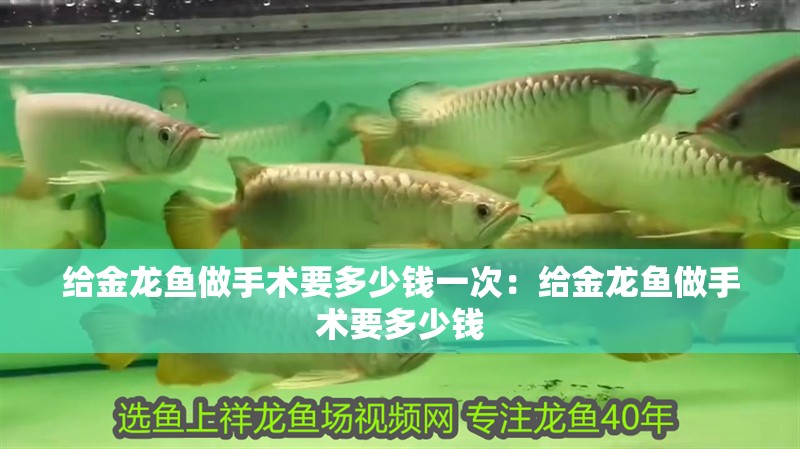 給金龍魚做手術要多少錢一次：給金龍魚做手術要多少錢