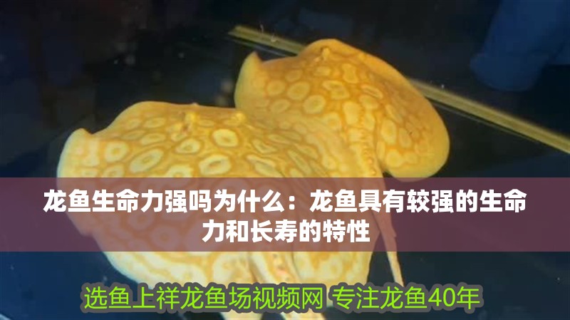 龍魚生命力強嗎為什么：龍魚具有較強的生命力和長壽的特性