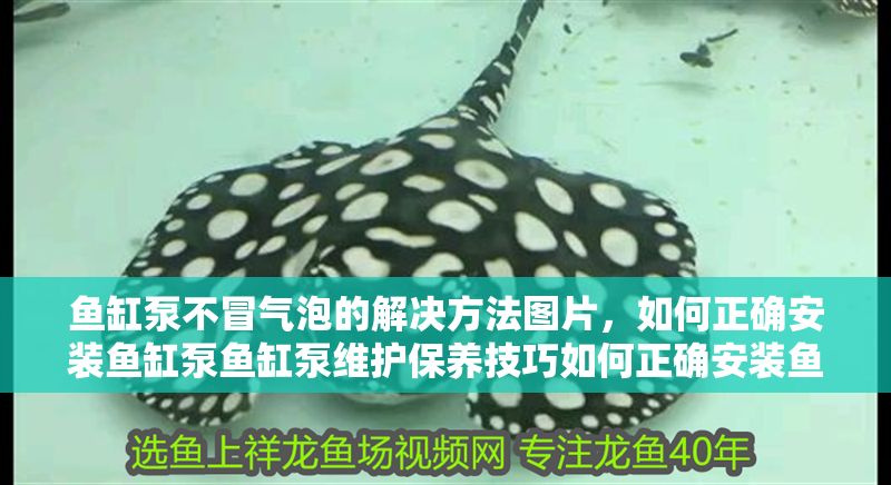 魚缸泵不冒氣泡的解決方法圖片，如何正確安裝魚缸泵魚缸泵維護(hù)保養(yǎng)技巧如何正確安裝魚缸泵