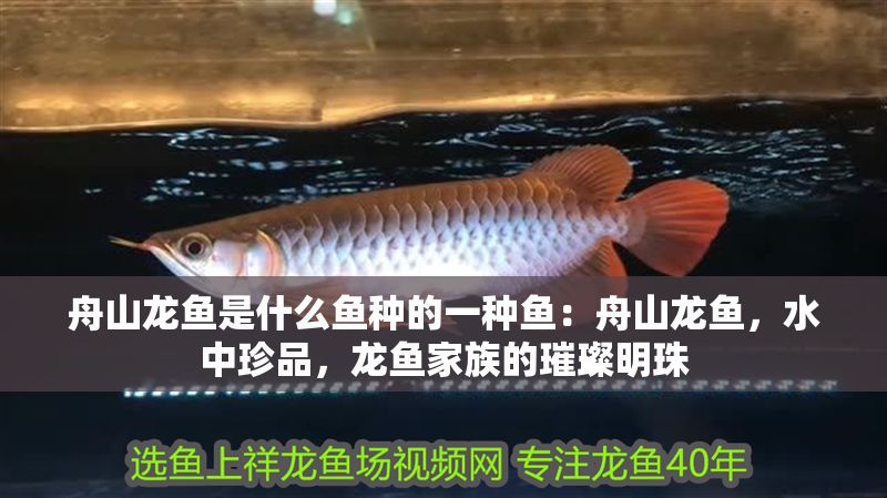 舟山龍魚是什么魚種的一種魚：舟山龍魚，水中珍品，龍魚家族的璀璨明珠