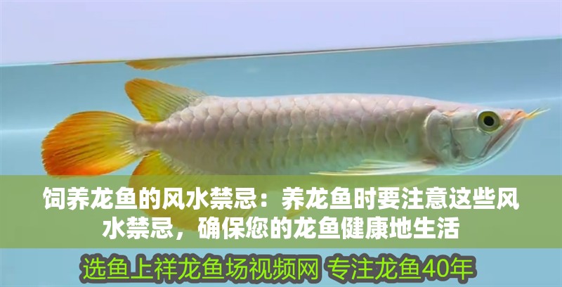 飼養龍魚的風水禁忌：養龍魚時要注意這些風水禁忌，確保您的龍魚健康地生活