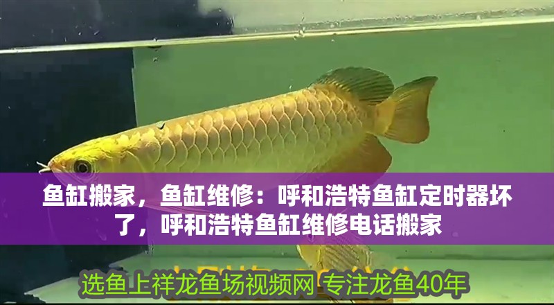 魚(yú)缸搬家，魚(yú)缸維修：呼和浩特魚(yú)缸定時(shí)器壞了，呼和浩特魚(yú)缸維修電話搬家
