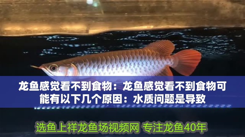 龍魚感覺看不到食物：龍魚感覺看不到食物可能有以下幾個原因：水質問題是導致