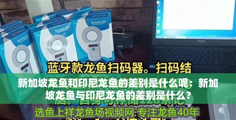 新加坡龍魚和印尼龍魚的差別是什么呢：新加坡龍魚與印尼龍魚的差別是什么？ 新加坡龍魚和印尼龍魚的差別是什么呢：新加坡龍魚與印尼龍魚的差別是什么？ 龍魚百科