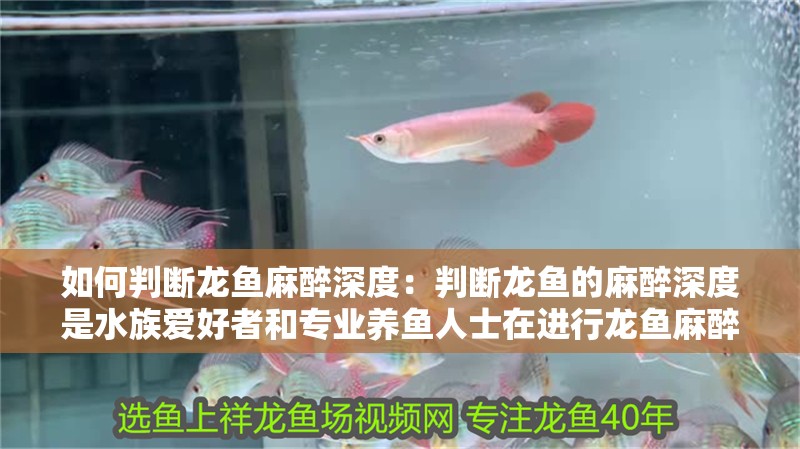 魚缸過(guò)濾器選購(gòu)指南:自制魚缸過(guò)濾器魚缸上置過(guò)濾器對(duì)于養(yǎng)魚愛(ài)好者的必備知識(shí) 如何判斷龍魚麻醉深度:判斷龍魚的麻醉深度是水族愛(ài)好者和專業(yè)養(yǎng)魚人士在進(jìn)行龍魚麻醉時(shí)的一個(gè)重要技能 龍魚百科 如何判斷龍魚麻醉深度:判斷龍魚的麻醉深度是水族愛(ài)好者和專業(yè)養(yǎng)魚人士在進(jìn)行龍魚麻醉時(shí)的一個(gè)重要技能 如何判斷龍魚麻醉深度:判斷龍魚的麻醉深度是水族愛(ài)好者和專業(yè)養(yǎng)魚人士在進(jìn)行龍魚麻醉時(shí)的一個(gè)重要技能 龍魚百科
