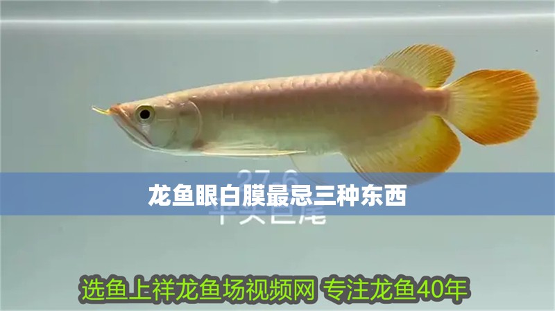 龍魚眼白膜最忌三種東西