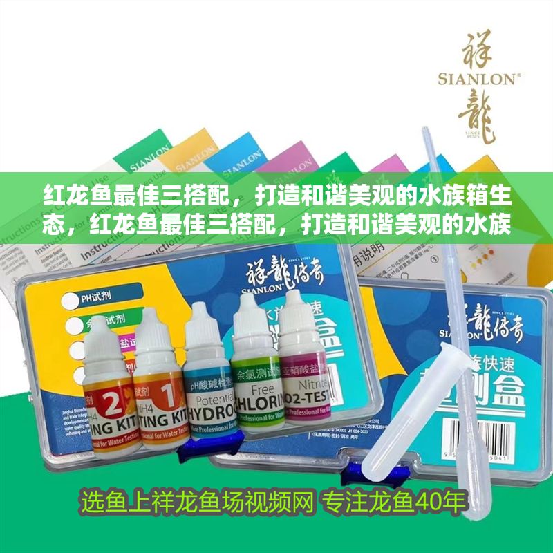 紅龍魚最佳三搭配，打造和諧美觀的水族箱生態，紅龍魚最佳三搭配，打造和諧美觀的水族箱生態