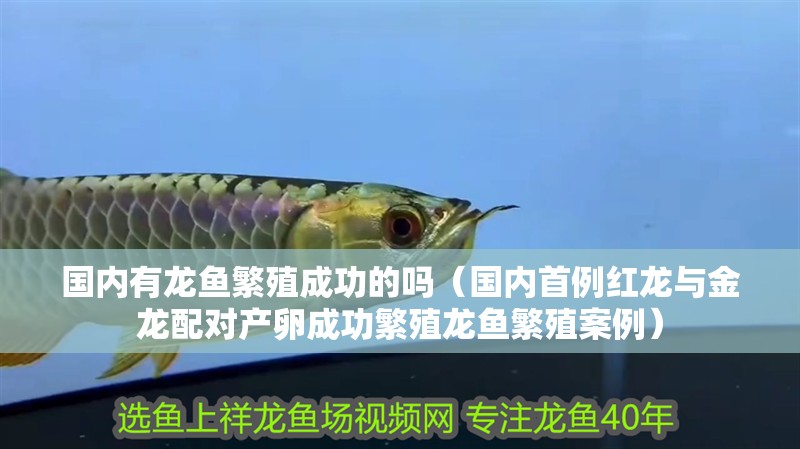 國(guó)內(nèi)有龍魚繁殖成功的嗎（國(guó)內(nèi)首例紅龍與金龍配對(duì)產(chǎn)卵成功繁殖龍魚繁殖案例）
