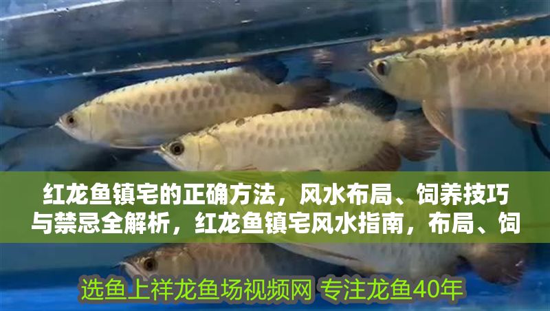 紅龍魚鎮宅的正確方法，風水布局、飼養技巧與禁忌全解析，紅龍魚鎮宅風水指南，布局、飼養技巧與禁忌詳解