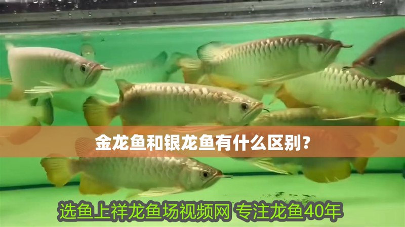 金龍魚和銀龍魚有什么區(qū)別？