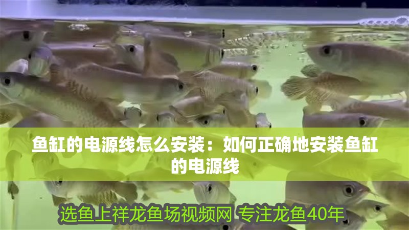 魚缸的電源線怎么安裝：如何正確地安裝魚缸的電源線
