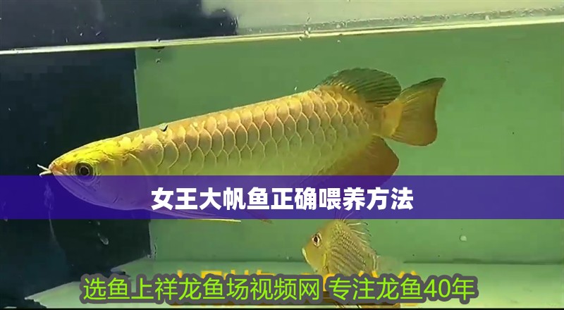 女王大帆魚正確喂養方法