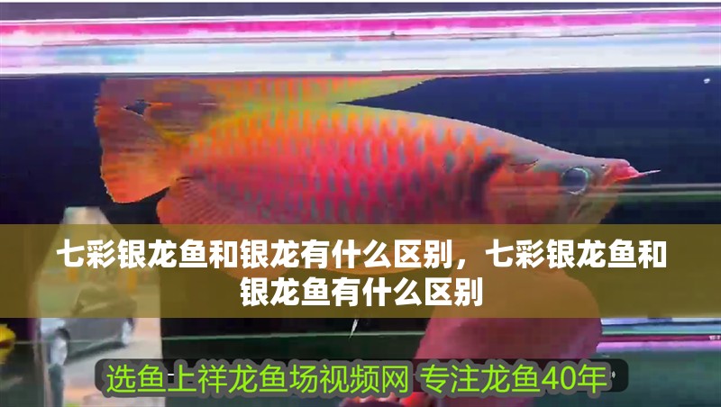 七彩銀龍魚和銀龍有什么區(qū)別，七彩銀龍魚和銀龍魚有什么區(qū)別