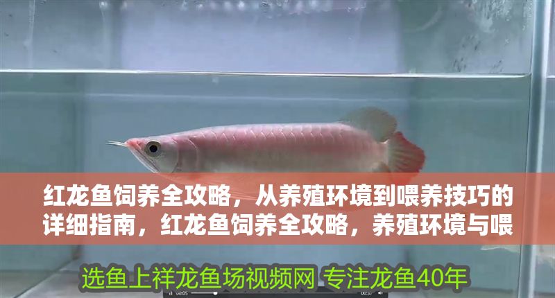 紅龍魚飼養(yǎng)全攻略，從養(yǎng)殖環(huán)境到喂養(yǎng)技巧的詳細(xì)指南，紅龍魚飼養(yǎng)全攻略，養(yǎng)殖環(huán)境與喂養(yǎng)技巧詳解