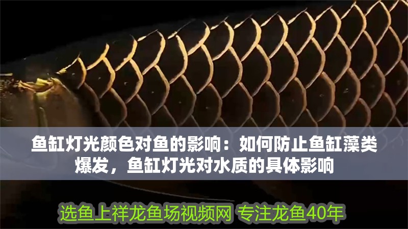 魚缸燈光顏色對魚的影響：如何防止魚缸藻類爆發，魚缸燈光對水質的具體影響