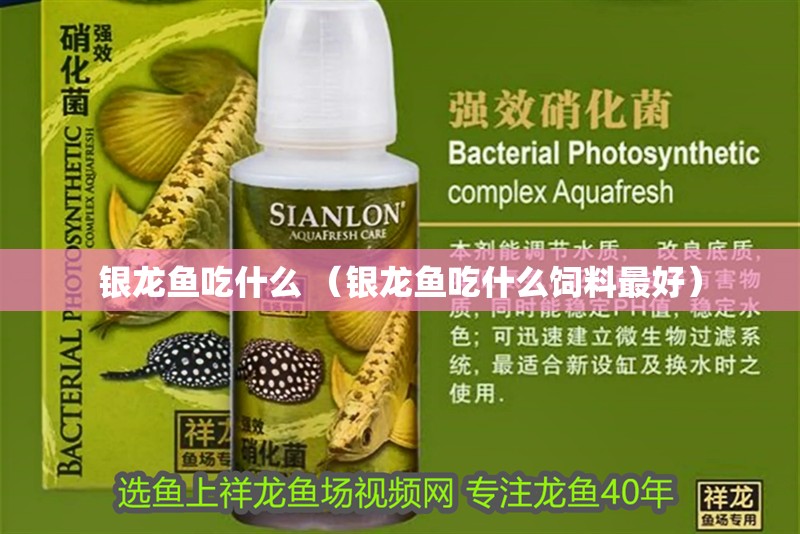 銀龍魚吃什么 （銀龍魚吃什么飼料最好）