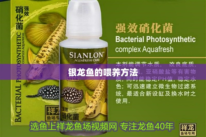 銀龍魚(yú)的喂養(yǎng)方法
