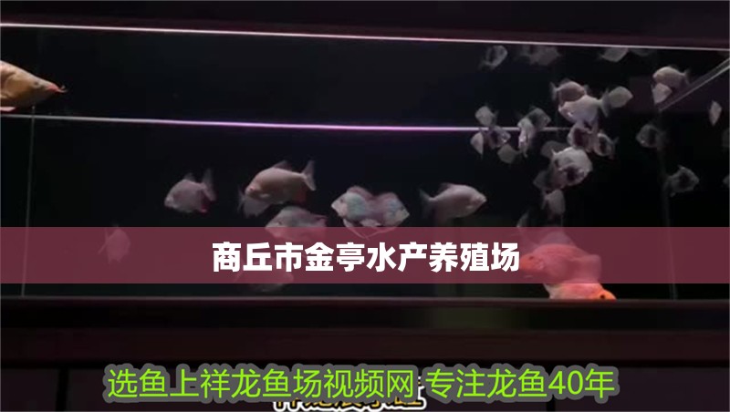 魚缸用增氧泵價格是多少:魚缸增氧機-xtrac增氧機-xtrac增氧機 商丘市金亭水產養殖場 全國水族館企業名錄 商丘市金亭水產養殖場 商丘市金亭水產養殖場 全國水族館企業名錄