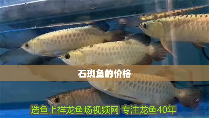 石斑魚的價格