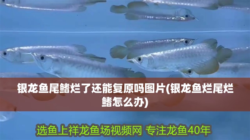 銀龍魚尾鰭爛了還能復原嗎圖片(銀龍魚爛尾爛鰭怎么辦)