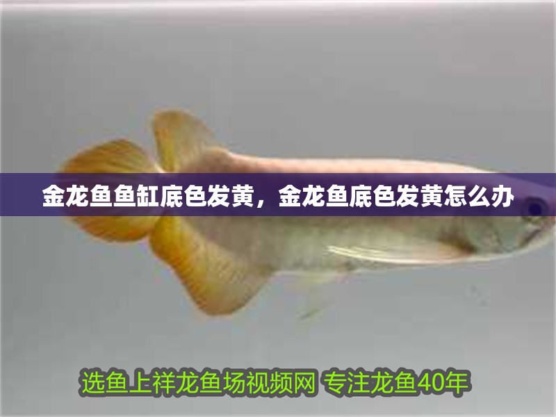 金龍魚魚缸底色發黃，金龍魚底色發黃怎么辦