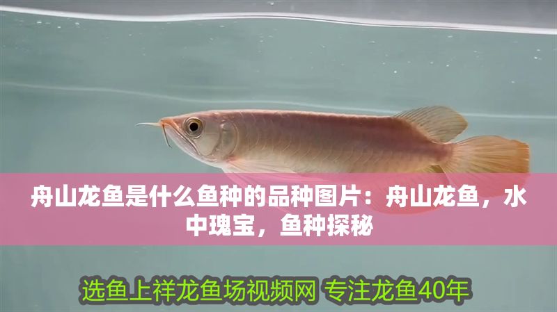 舟山龍魚是什么魚種的品種圖片：舟山龍魚，水中瑰寶，魚種探秘