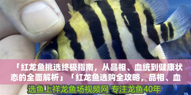 「紅龍魚挑選終極指南，從品相、血統到健康狀態的全面解析」「紅龍魚選購全攻略，品相、血統與健康狀態詳解」
