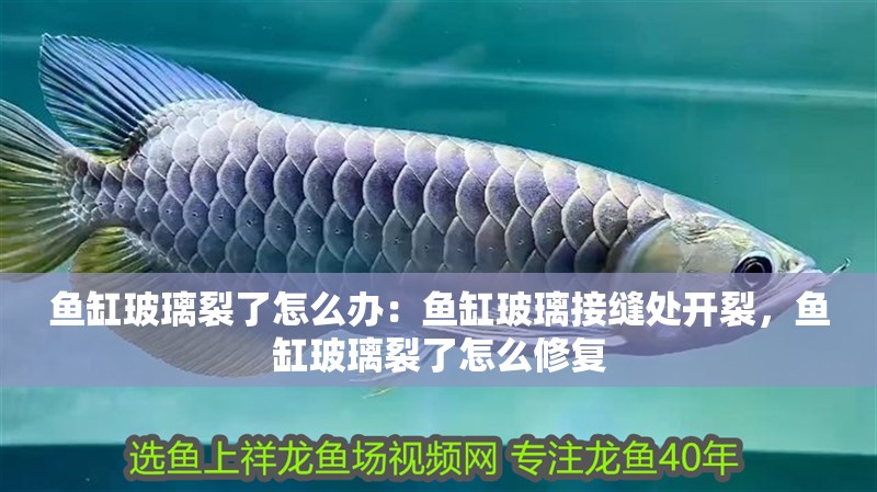 魚缸玻璃裂了怎么辦：魚缸玻璃接縫處開裂，魚缸玻璃裂了怎么修復 魚缸玻璃裂了怎么辦：魚缸玻璃接縫處開裂，魚缸玻璃裂了怎么修復 魚缸百科