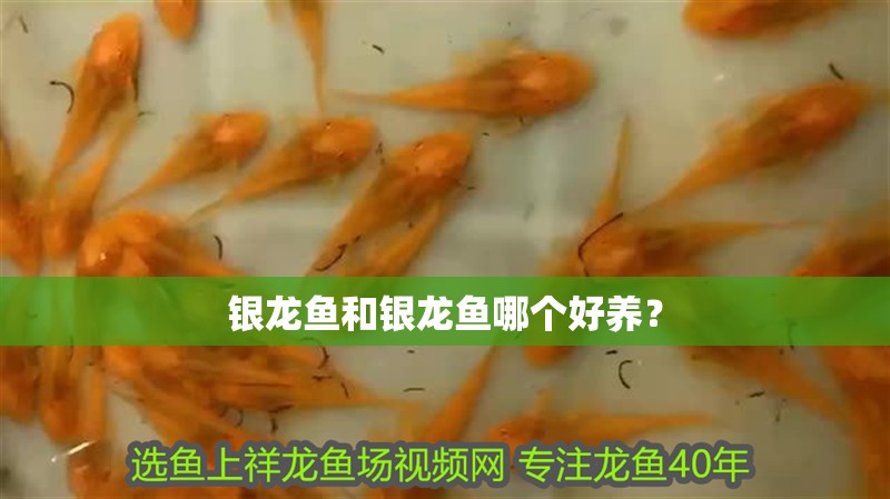 銀龍魚和銀龍魚哪個好養(yǎng)？
