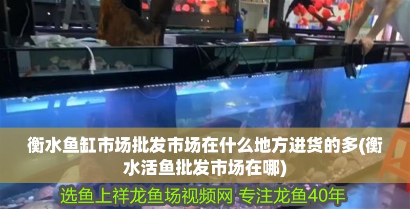 衡水魚(yú)缸市場(chǎng)批發(fā)市場(chǎng)在什么地方進(jìn)貨的多(衡水活魚(yú)批發(fā)市場(chǎng)在哪)