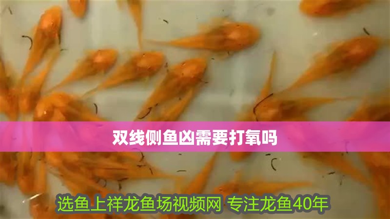 雙線側魚兇需要打氧嗎